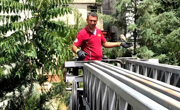 Puhu kuşunu itfaiye ekipleri kurtardı