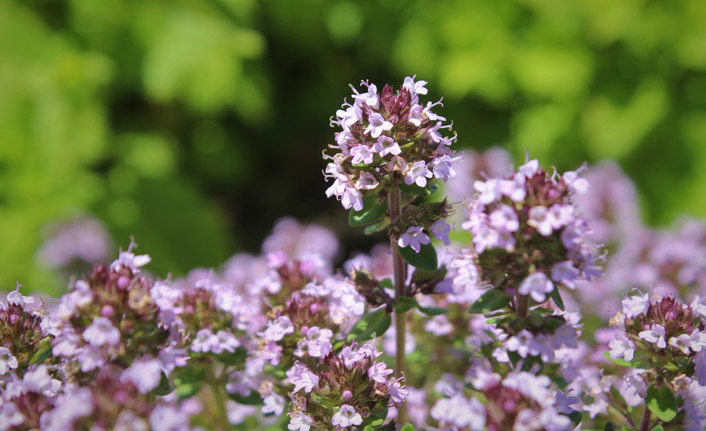 Otlu peynir için umut ışığı