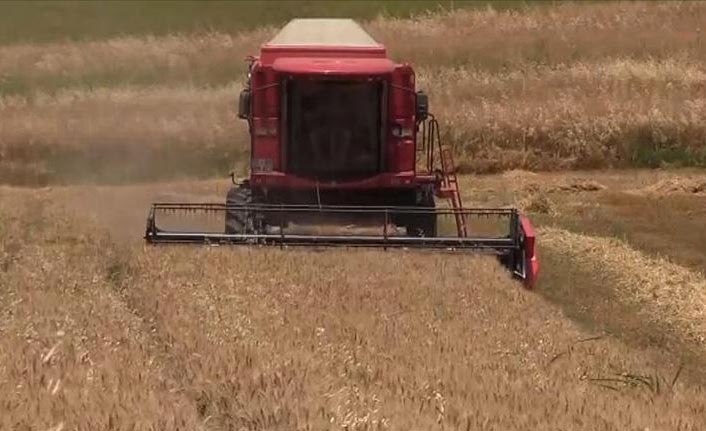 Buğday hasadında verimli yıl