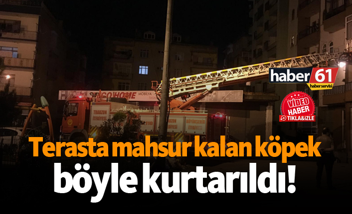 Akçaabat'ta terasta mahsur kalan köpek böyle kurtarıldı!