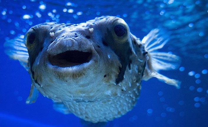 Türkiye'nin denizleri istilacı türlerden korunacak