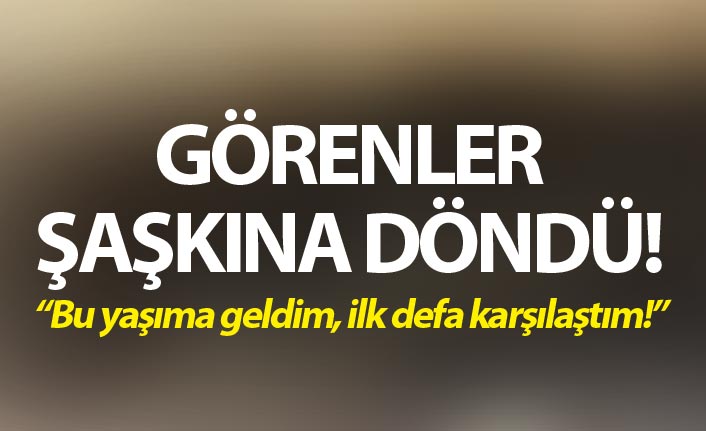 Görenler şaşkına döndü! 'Bu yaşıma geldim, ilk defa karşılaştım!