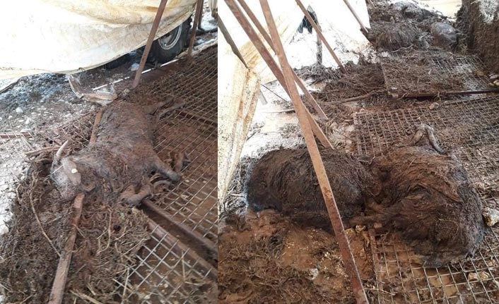 Selde 10 küçükbaş hayvan telef oldu!