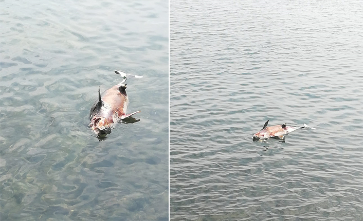 Trabzon'da karaya yunus balığı vurdu!