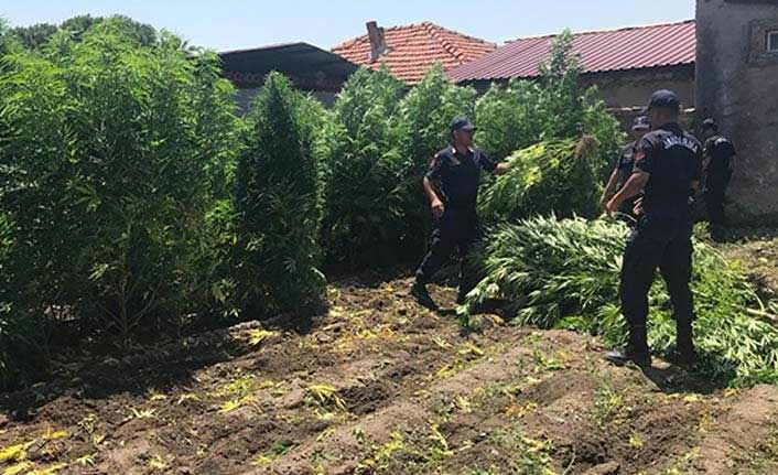 1 milyon 200 bin liralık kenevir yetiştirdi, savunması pes dedirtti!