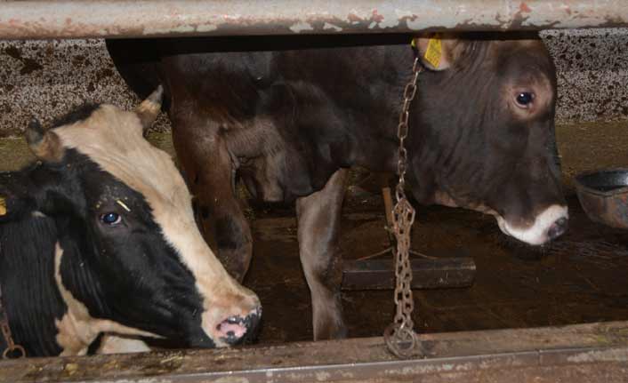 Kurbanlık satın alırken dikkat!