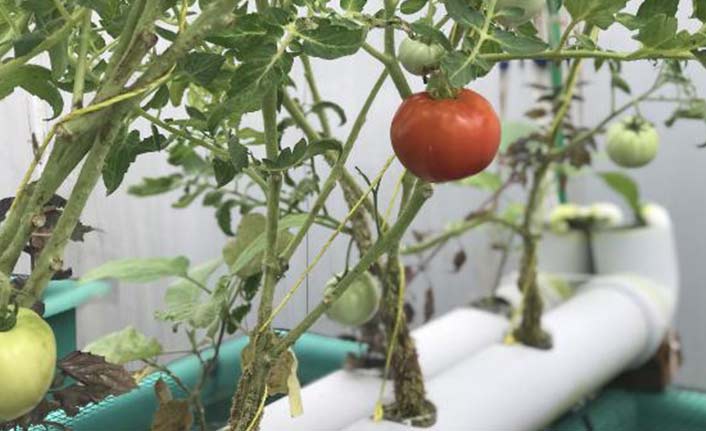 Bu havuzda sebze yetişiyor