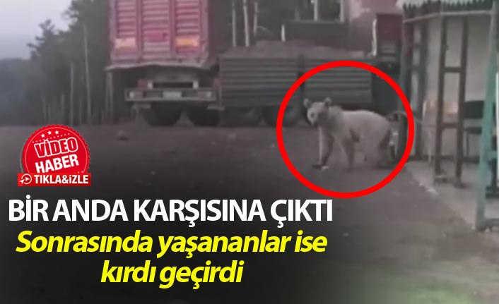 Bekçinin karşısına boz ayı çıktı - Sonrasında bakın neler yaşandı