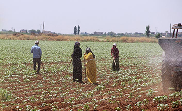 50 lira yevmiye ile 50 derece sıcaklıkta çalışıyorlar