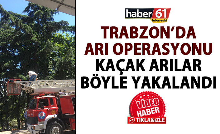 Trabzon’da arı operasyonu! Ağaçtan tek tek topladılar!