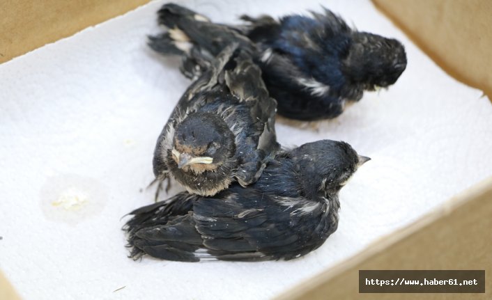 Annesiz kalan yavru kırlangıçları cımbız ve şırınga ile besliyor