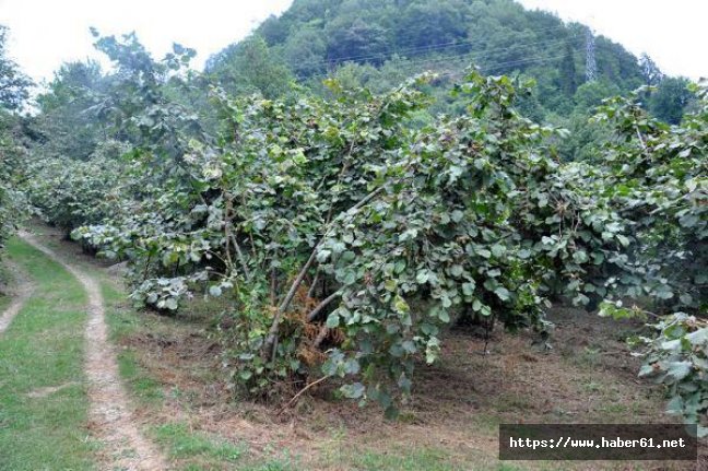 Ordu'da Acı Olay: Fındık Dalından Düşen Temel Aydın Hayatını Kaybetti