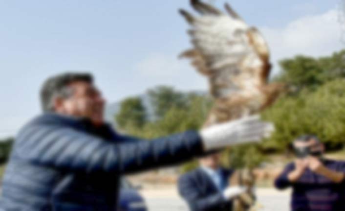 Tedavisi tamamlanan şahinler doğaya bırakıldı