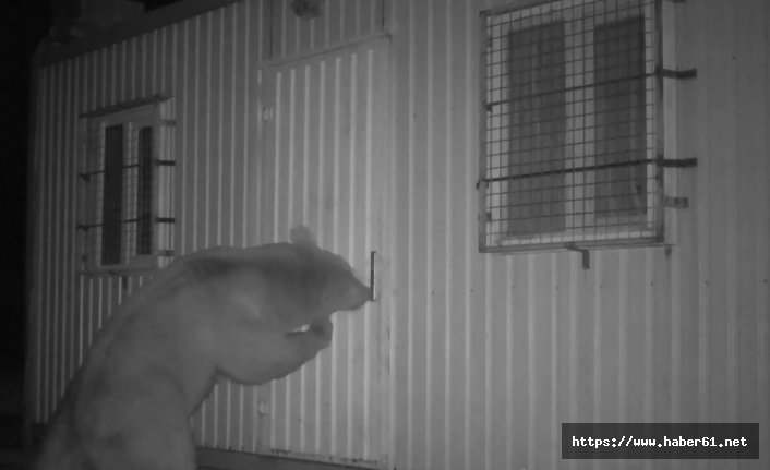 Balın kokusunu alan ayı kapıyı açmak için böyle uğraştı