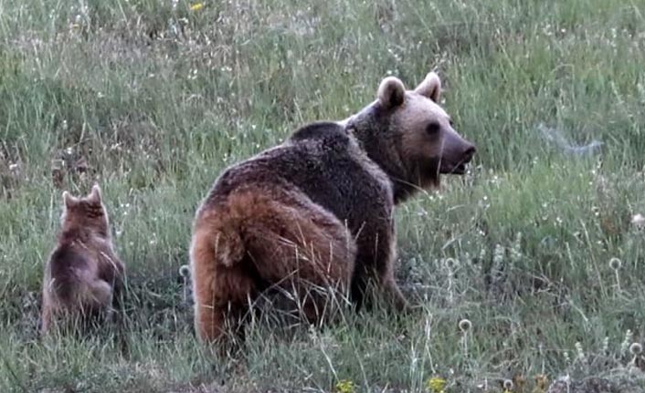 Anne boz ayı ve yavruları, yiyecek ararken görüntülendi