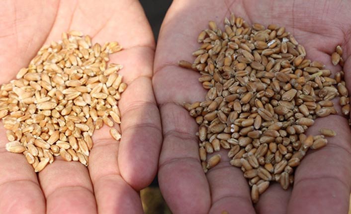 Türk tarımına yeni buğday türleri kazandırılacak