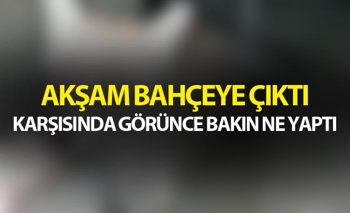 Bayburt'ta bahçesine gelen tilkiyi eliyle besledi