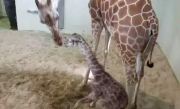 Yavru zürafa ilk adımlarını attı!