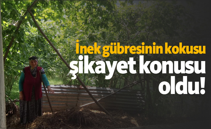 İnek gübresinin kokusu şikayet konusu oldu!