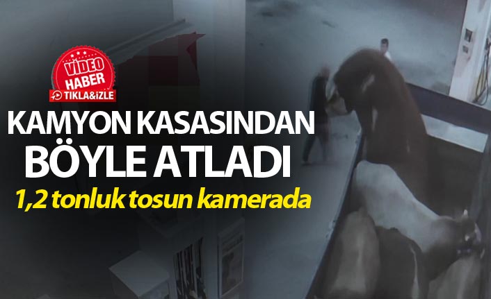 Kamyon kasasından atlayan 1,2 tonluk tosun kamerada
