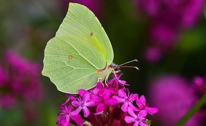Yeni kelebek türüne rastlandı