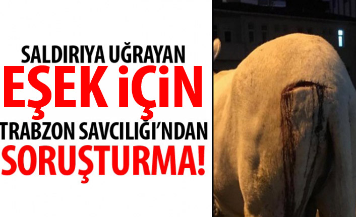 Trabzon'da saldırıya uğrayan eşek için savcılık soruşturma başlattı