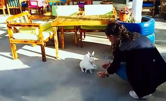 Dondurma yiyen tavşanlar herkesi gülümsetti