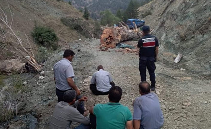 Kesilen ağacın altında kalarak can verdi |Mersin Haberleri