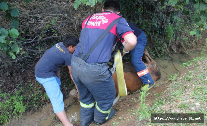 Kanala düşen ineği itfaiye kurtardı 