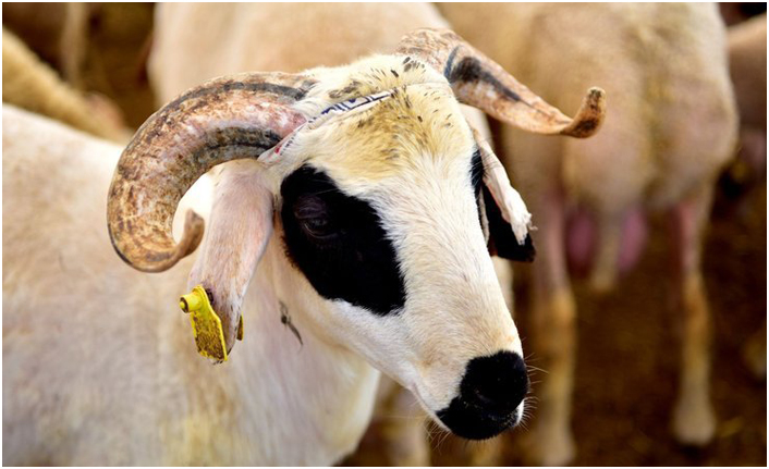 2019 yılında Kurban Bayramı ne zaman? Kurban fiyatları? Kurban Bayramı ve kesimi ile ilgili tüm detaylar...