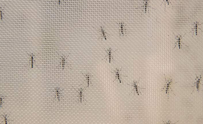 İki ülke alarmda! Ölümcül olabiliyor...