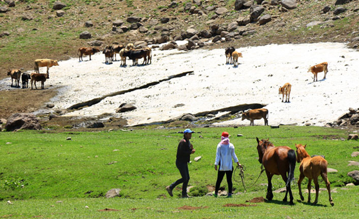 Köylülerin "yayla mesaisi" devam ediyor