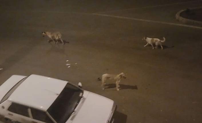 Sokak köpekleri vatandaşları korkutuyor