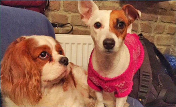 'Finlandiyalı Heidi' sokak hayvanlarının bakım ve tedavilerini yapıyor