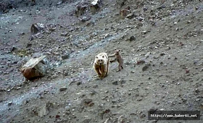 Anne ayı ve yavrusu yiyecek ararken görüntülendi