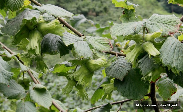 Örnek bahçelerde fındık bolluğu 