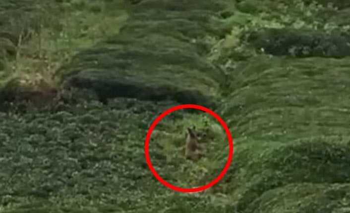 Rize’de ayı çay bahçesine girdi