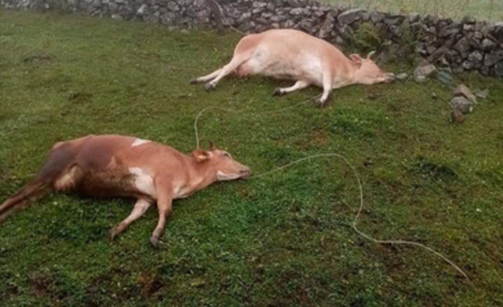 Yaylalarda büyük tehlike! İki inek bu yüzden telef oldu!