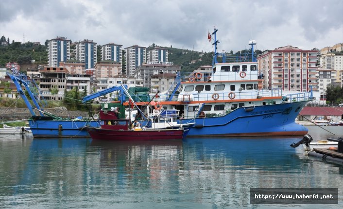 Karadeniz'deki deniz salyangozu bilim insanlarının radarında