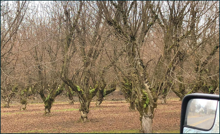 Fındığın duayeni Özer Akbaşlı ile Amerika’daki fındığı konuştuk!