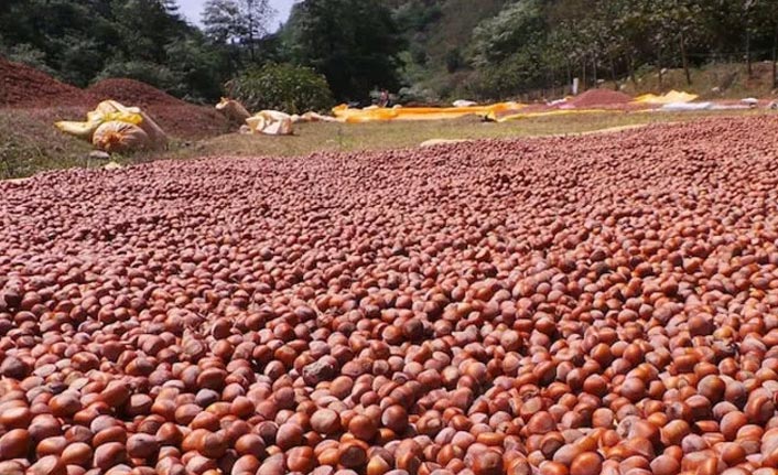 Fındık fiyatı için kritik tarih