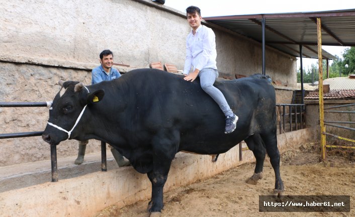  2 tonluk boğa 70 bin liradan yeniden satışa çıktı