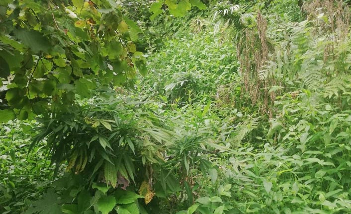 Trabzon’da uyuşturucu operasyonu, 139 kök Hint Keneviri ele geçirildi. 25 Temmuz 2019