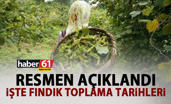 Fındık toplama tarihleri belli oldu! Resmen açıklandı!