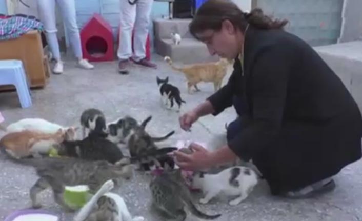 Kiraladığı evde 90 kediye bakıyor