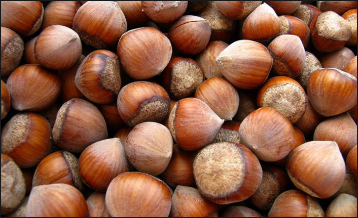 Fındık fiyatları ne kadar? 2019 yılı güncel fındık fiyatları burada!