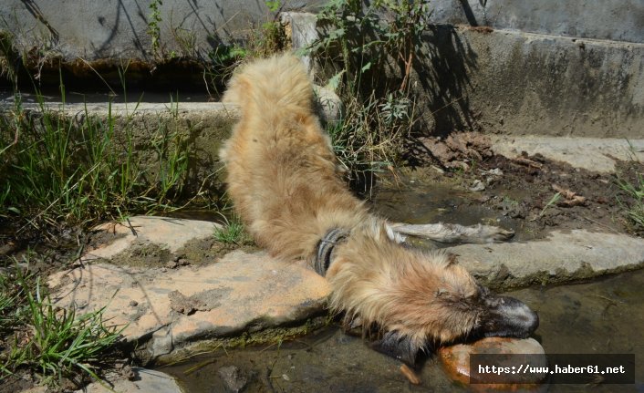 Duyarlı vatandaşlardan yaralı köpeğe yardım