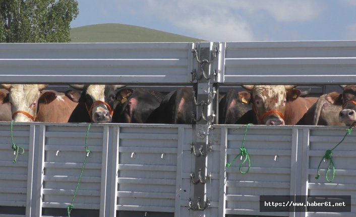 Kurban sevkıyatı başladı