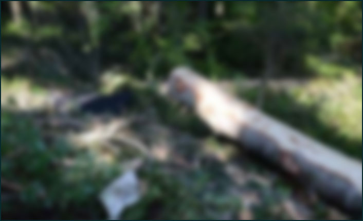 Araklı'da acı ölüm! Kestiği ağacın altında kaldı!