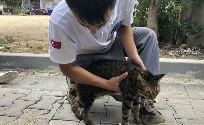 Mahsur kalan kediyi itfaiye kurtardı